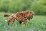 CANICHE NAIN 114